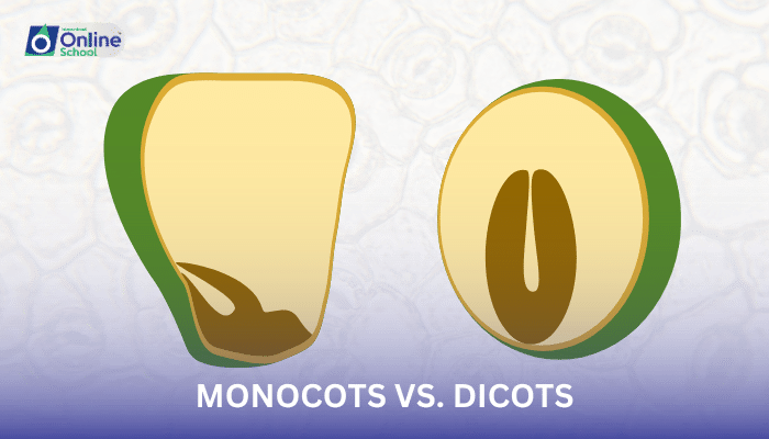 Lesson 15: Angiosperms: Monocots vs. Dicots